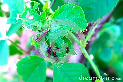 Caterpillars ï¸of Tawny Caster (Acraea violae) on green leaf Stock Photo